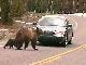 Yellowstone National Park (アメリカ合衆国)